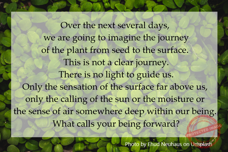 Over the next several days, we are going to imagine the journey of the plant from seed to the surface.