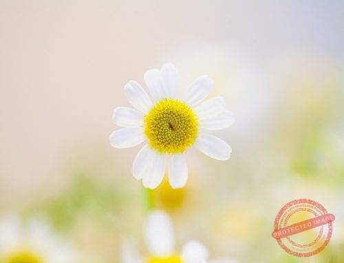 Celebrating the Gifts of Spring