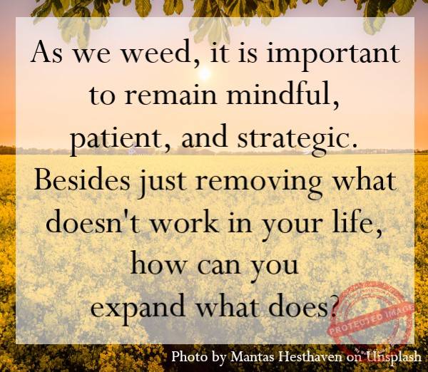 As we weed, it is important to remain mindful, patient, and strategic.