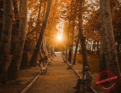 What’s in a name? Autumn Seasonal Article